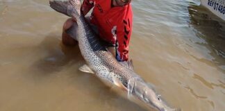 UN SURUBÍ VIAJERO RECORRIÓ CASI 910 KILÓMETROS EN MENOS DE TRES AÑOS