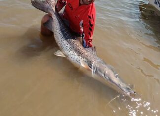 UN SURUBÍ VIAJERO RECORRIÓ CASI 910 KILÓMETROS EN MENOS DE TRES AÑOS
