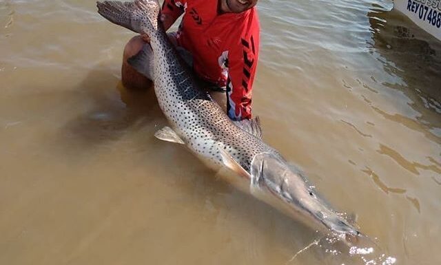 UN SURUBÍ VIAJERO RECORRIÓ CASI 910 KILÓMETROS EN MENOS DE TRES AÑOS
