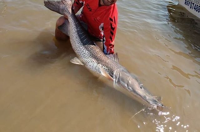 Surubi de 70 kilogramos