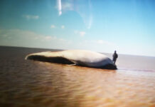 VÍDEO – PERDIDA EN EL RÍO DE LA PLATA, MUERE UNA ENORME BALLENA CERCA DE MARTÍN GARCÍA