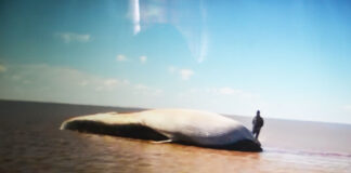 VÍDEO – PERDIDA EN EL RÍO DE LA PLATA, MUERE UNA ENORME BALLENA CERCA DE MARTÍN GARCÍA