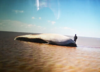 VÍDEO – PERDIDA EN EL RÍO DE LA PLATA, MUERE UNA ENORME BALLENA CERCA DE MARTÍN GARCÍA