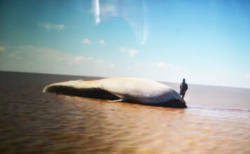 VÍDEO – PERDIDA EN EL RÍO DE LA PLATA, MUERE UNA ENORME BALLENA CERCA DE MARTÍN GARCÍA