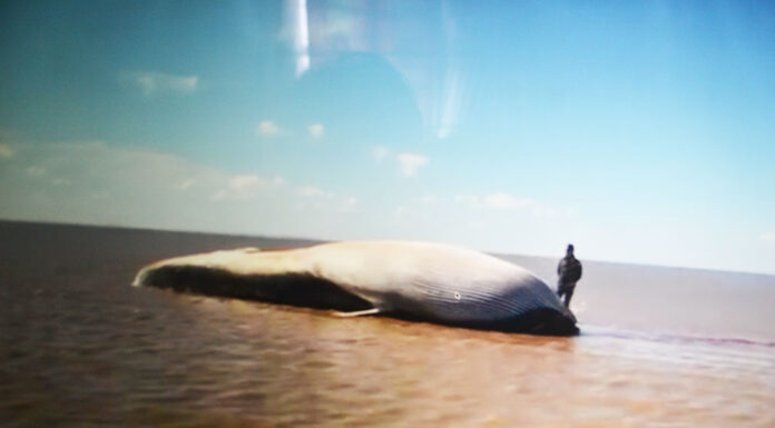 VÍDEO – PERDIDA EN EL RÍO DE LA PLATA, MUERE UNA ENORME BALLENA CERCA DE MARTÍN GARCÍA