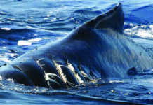 “SAVE THE WHALES”: LA CAMPAÑA QUE PROTEGE A LAS BALLENAS DE LOS “ATAQUES NAVALES”