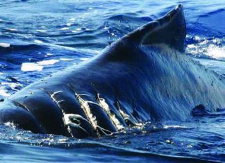 “SAVE THE WHALES”: LA CAMPAÑA QUE PROTEGE A LAS BALLENAS DE LOS “ATAQUES NAVALES”