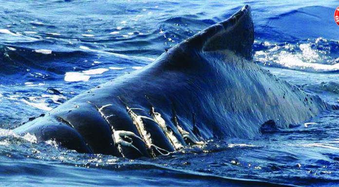 “SAVE THE WHALES”: LA CAMPAÑA QUE PROTEGE A LAS BALLENAS DE LOS “ATAQUES NAVALES”