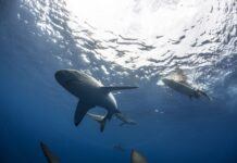 UN SURFISTA MURIÓ TRAS EL ATAQUE DE UN TIBURÓN