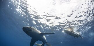 UN SURFISTA MURIÓ TRAS EL ATAQUE DE UN TIBURÓN