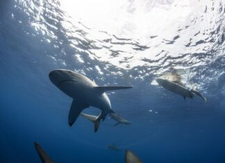 UN SURFISTA MURIÓ TRAS EL ATAQUE DE UN TIBURÓN