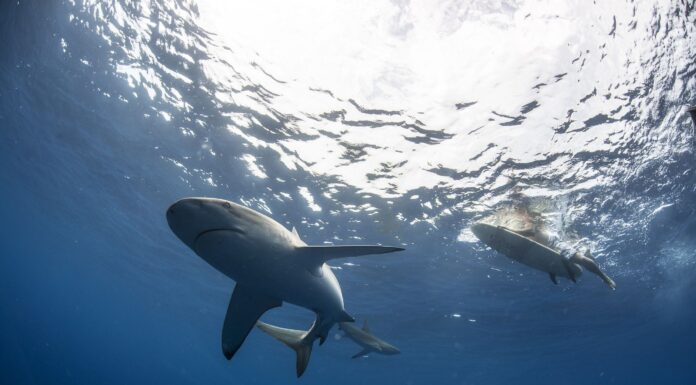 UN SURFISTA MURIÓ TRAS EL ATAQUE DE UN TIBURÓN