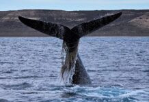 AUMENTA LA CANTIDAD DE BALLENAS “ENMALLADAS” CON REDES Y SOGAS POR LA ACTIVIDAD PESQUERA