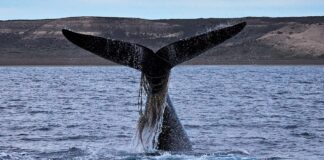 AUMENTA LA CANTIDAD DE BALLENAS “ENMALLADAS” CON REDES Y SOGAS POR LA ACTIVIDAD PESQUERA