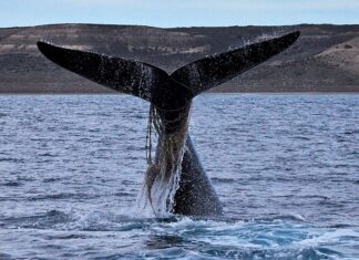 AUMENTA LA CANTIDAD DE BALLENAS “ENMALLADAS” CON REDES Y SOGAS POR LA ACTIVIDAD PESQUERA