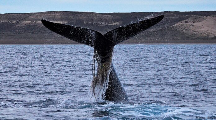 AUMENTA LA CANTIDAD DE BALLENAS “ENMALLADAS” CON REDES Y SOGAS POR LA ACTIVIDAD PESQUERA
