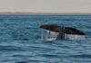 VIDEO- SEIS BALLENAS PASEARON POR LAS GRUTAS DURANTE EL FIN DE SEMANA
