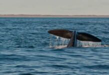 VIDEO- SEIS BALLENAS PASEARON POR LAS GRUTAS DURANTE EL FIN DE SEMANA