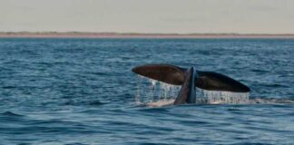 VIDEO- SEIS BALLENAS PASEARON POR LAS GRUTAS DURANTE EL FIN DE SEMANA