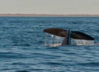 VIDEO- SEIS BALLENAS PASEARON POR LAS GRUTAS DURANTE EL FIN DE SEMANA