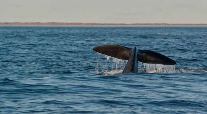 VIDEO- SEIS BALLENAS PASEARON POR LAS GRUTAS DURANTE EL FIN DE SEMANA