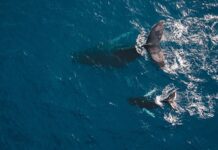 UN NUEVO PROYECTO DE CONSERVACIÓN DE LOS OCÉANOS TIENE COMO MISIÓN COMBATIR EL CAMBIO CLIMÁTICO