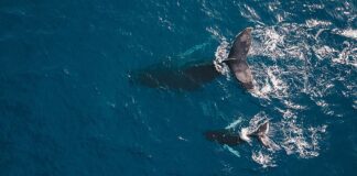 UN NUEVO PROYECTO DE CONSERVACIÓN DE LOS OCÉANOS TIENE COMO MISIÓN COMBATIR EL CAMBIO CLIMÁTICO