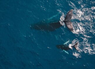 UN NUEVO PROYECTO DE CONSERVACIÓN DE LOS OCÉANOS TIENE COMO MISIÓN COMBATIR EL CAMBIO CLIMÁTICO