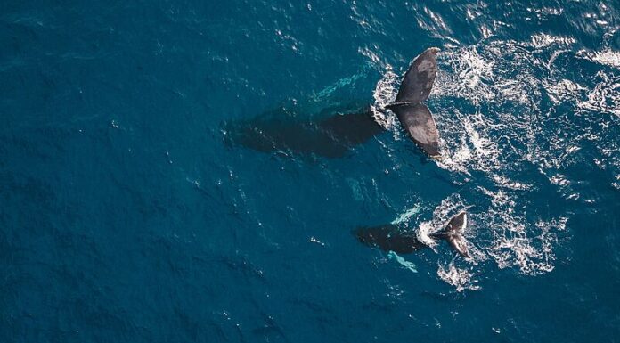 UN NUEVO PROYECTO DE CONSERVACIÓN DE LOS OCÉANOS TIENE COMO MISIÓN COMBATIR EL CAMBIO CLIMÁTICO