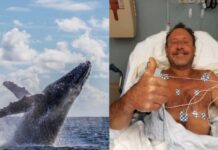 LA INCREÍBLE HISTORIA DE UN PESCADOR QUE FUE TRAGADO POR UNA BALLENA Y SOBREVIVIÓ