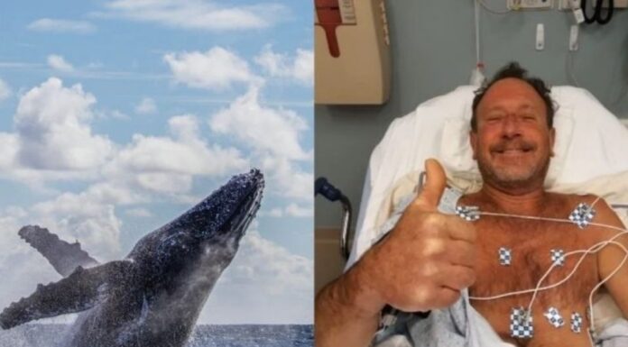 LA INCREÍBLE HISTORIA DE UN PESCADOR QUE FUE TRAGADO POR UNA BALLENA Y SOBREVIVIÓ