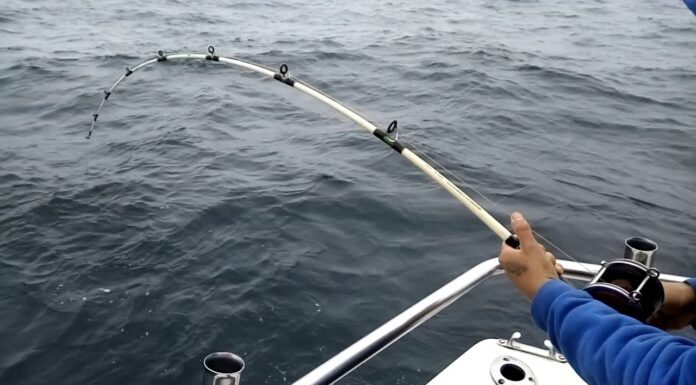 GESTIONAN ANTE PREFECTURA LA REACTIVACIÓN DE LA PESCA EMBARCADA EN MIRAMAR