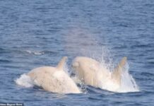 UN PAR DE ORCAS BLANCAS FUERON AVISTADAS EN LA COSTA DE JAPÓN