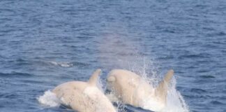 UN PAR DE ORCAS BLANCAS FUERON AVISTADAS EN LA COSTA DE JAPÓN