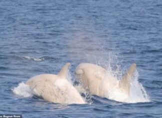 UN PAR DE ORCAS BLANCAS FUERON AVISTADAS EN LA COSTA DE JAPÓN