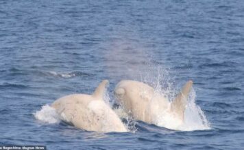UN PAR DE ORCAS BLANCAS FUERON AVISTADAS EN LA COSTA DE JAPÓN