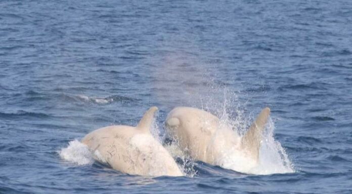 UN PAR DE ORCAS BLANCAS FUERON AVISTADAS EN LA COSTA DE JAPÓN