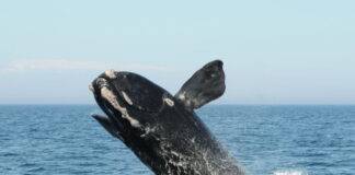 SEGÚN UN ESTUDIO, EL EXCESO DE VELOCIDAD DE BARCOS AMENAZA A LAS BALLENAS FRANCAS DEL ATLÁNTICO NORTE