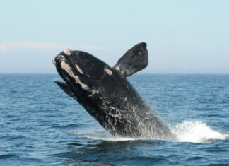 SEGÚN UN ESTUDIO, EL EXCESO DE VELOCIDAD DE BARCOS AMENAZA A LAS BALLENAS FRANCAS DEL ATLÁNTICO NORTE