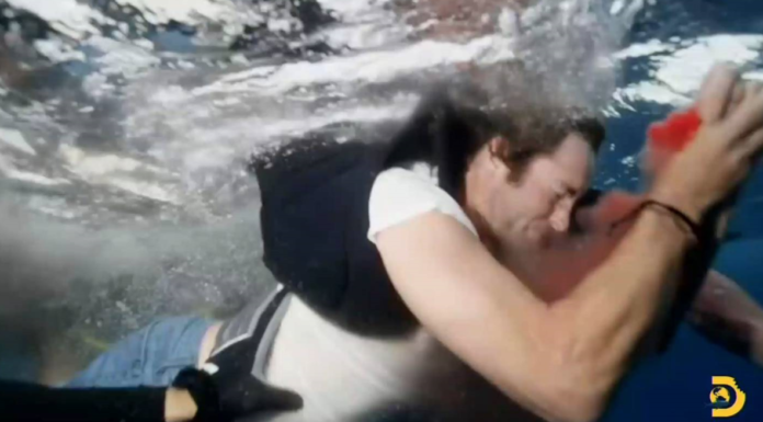 VIDEO – UN TIBURÓN MUERDE A UNA ESTRELLA DE TV MIENTRAS SE FILMABA “SEMANA DEL TIBURÓN” DE DISCOVERY CHANNEL