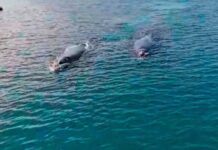 VIDEO- DOS BALLENAS FRANCAS LLEGARON AL PUERTO DEL ESTE Y PERMANECIERON CERCA DE LA COSTA Y DE LOS BARCOS