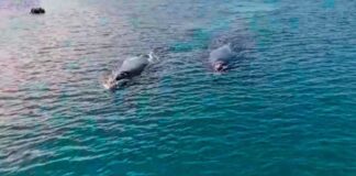 VIDEO- DOS BALLENAS FRANCAS LLEGARON AL PUERTO DEL ESTE Y PERMANECIERON CERCA DE LA COSTA Y DE LOS BARCOS