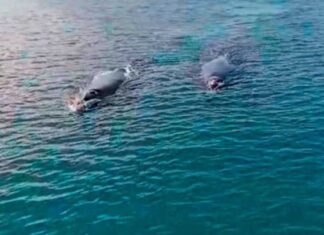 VIDEO- DOS BALLENAS FRANCAS LLEGARON AL PUERTO DEL ESTE Y PERMANECIERON CERCA DE LA COSTA Y DE LOS BARCOS
