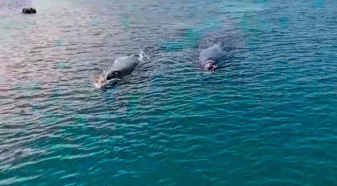 VIDEO- DOS BALLENAS FRANCAS LLEGARON AL PUERTO DEL ESTE Y PERMANECIERON CERCA DE LA COSTA Y DE LOS BARCOS