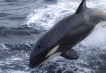LAS ORCAS LLEGARON A GALICIA: UNA PÁGINA ALERTA SOBRE LAS INTERACCIONES DE LOS CETÁCEOS