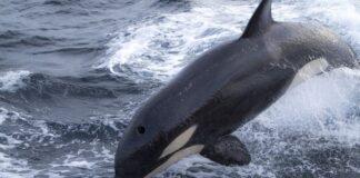LAS ORCAS LLEGARON A GALICIA: UNA PÁGINA ALERTA SOBRE LAS INTERACCIONES DE LOS CETÁCEOS