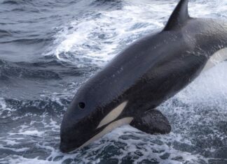 LAS ORCAS LLEGARON A GALICIA: UNA PÁGINA ALERTA SOBRE LAS INTERACCIONES DE LOS CETÁCEOS