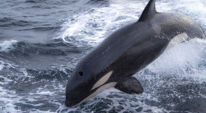 LAS ORCAS LLEGARON A GALICIA: UNA PÁGINA ALERTA SOBRE LAS INTERACCIONES DE LOS CETÁCEOS