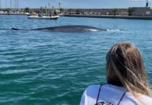 VIDEO- UNA BALLENA RORCUAL DE 18 METROS VISITÓ EL REAL CLUB NÁUTICO DE VALENCIA