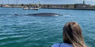 VIDEO- UNA BALLENA RORCUAL DE 18 METROS VISITÓ EL REAL CLUB NÁUTICO DE VALENCIA